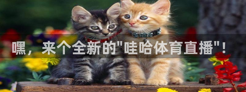 嘿，来个全新的\
