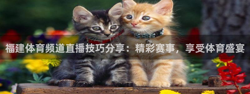 福建体育频道直播技巧分享：精彩赛事，享受体育盛宴